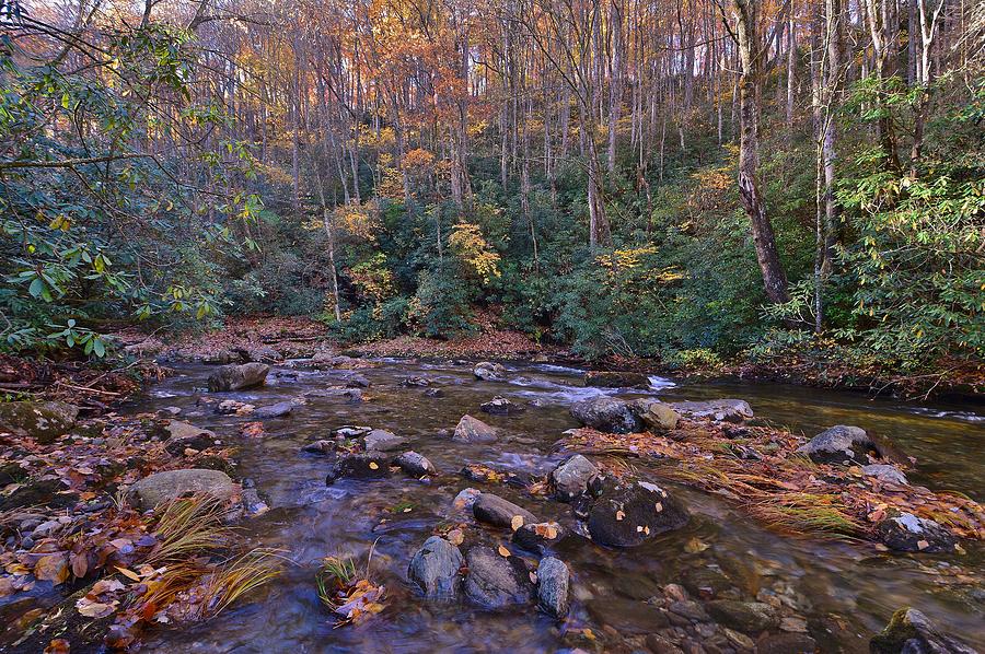 A Serene Forest Setting Photograph By Patricia Twardzik