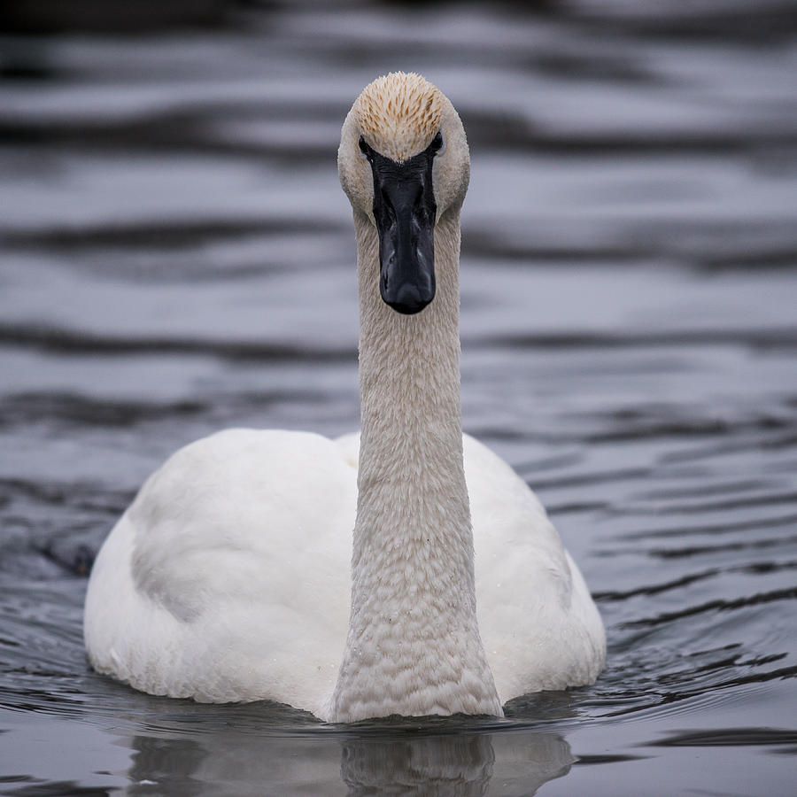 A serious Looking Swan Photograph by Paul Freidlund