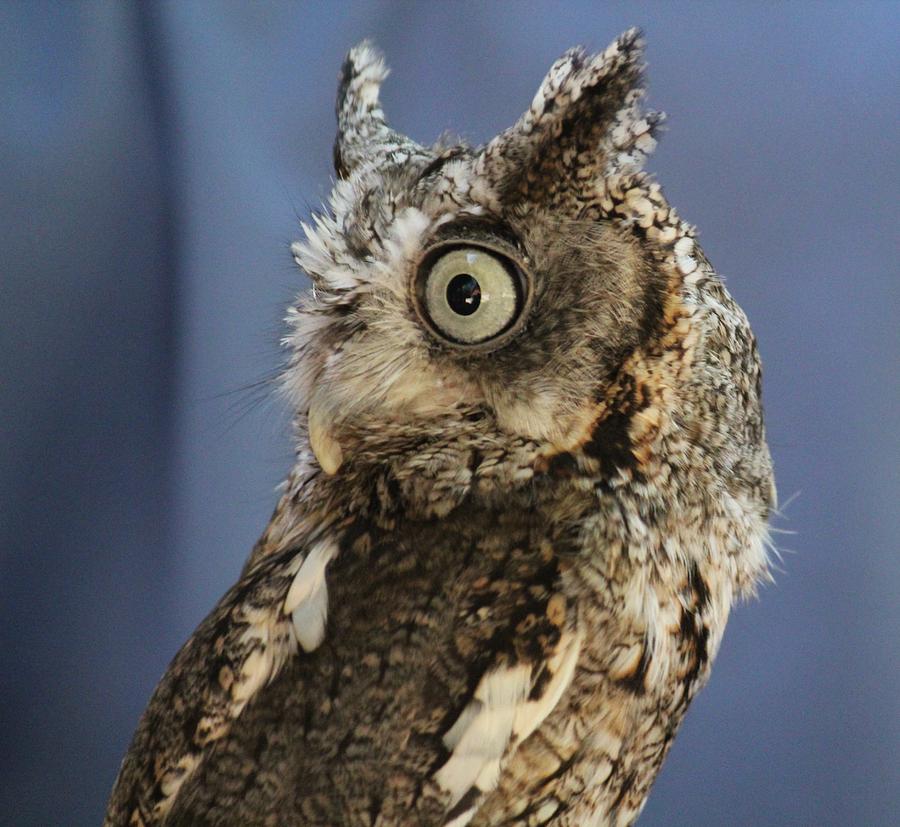 A Serious Owl Photograph by James Lafnear - Fine Art America