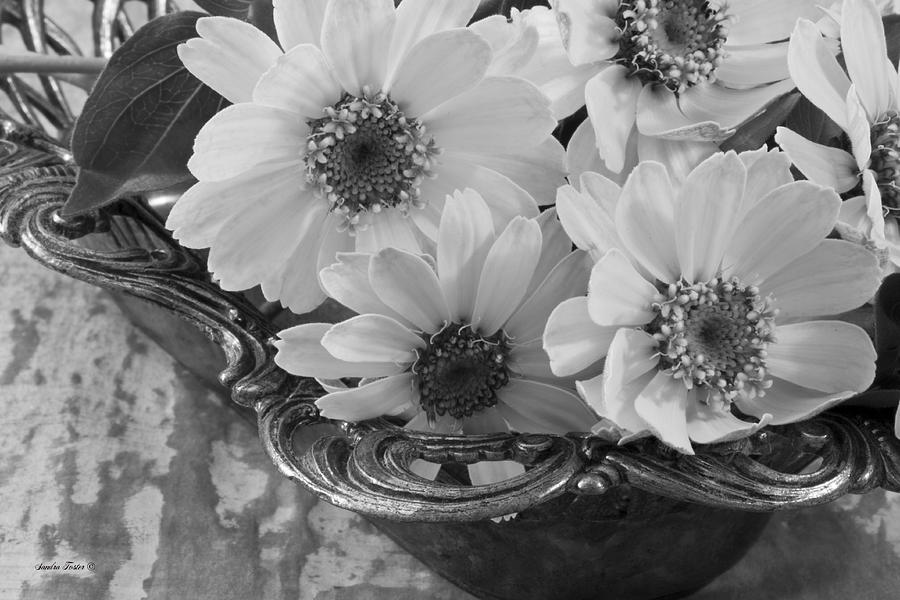 A Serving Of Daisies Photograph by Sandra Foster