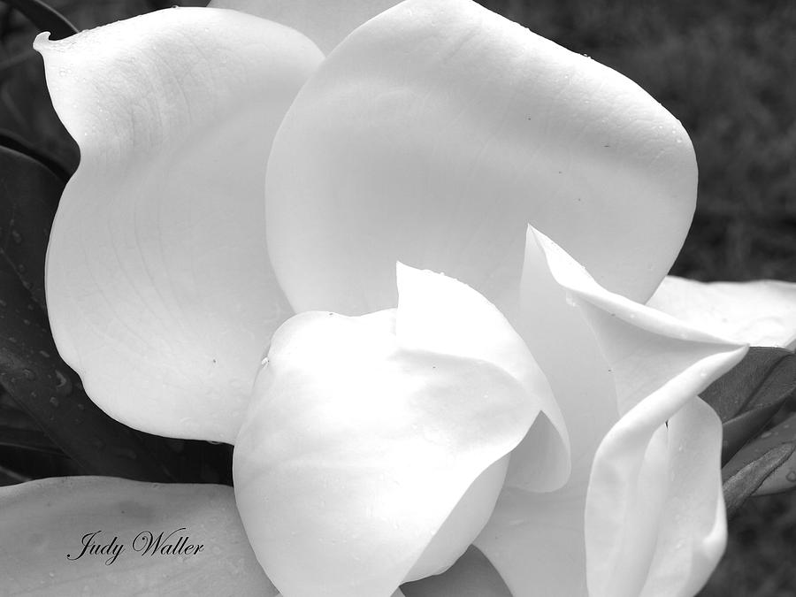 Nature Photograph - A Shade of White by Judy  Waller
