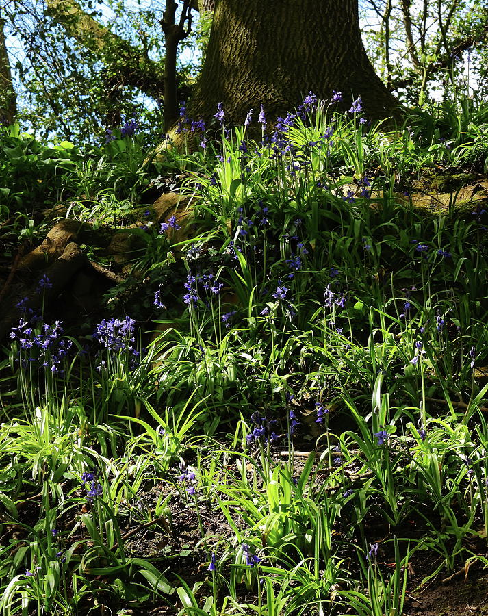 A Shady Bank of Bluebells Photograph by Jeff Townsend