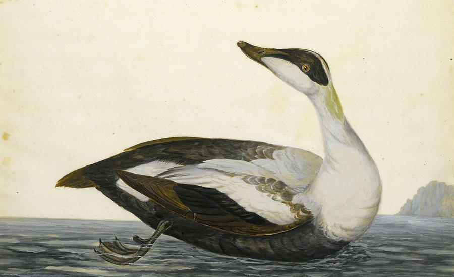 A Shearwater Drawing by Peter Paillou