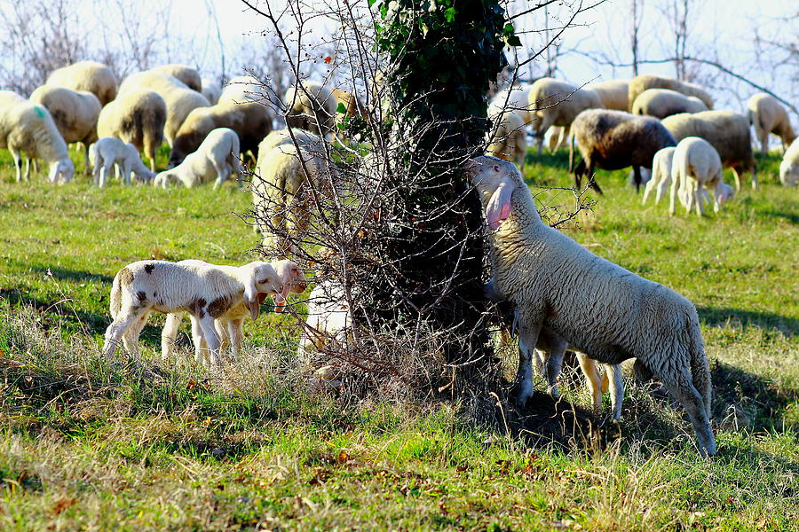 Sheep Photograph - A sheep and a lamb eating by Samantha Mattiello