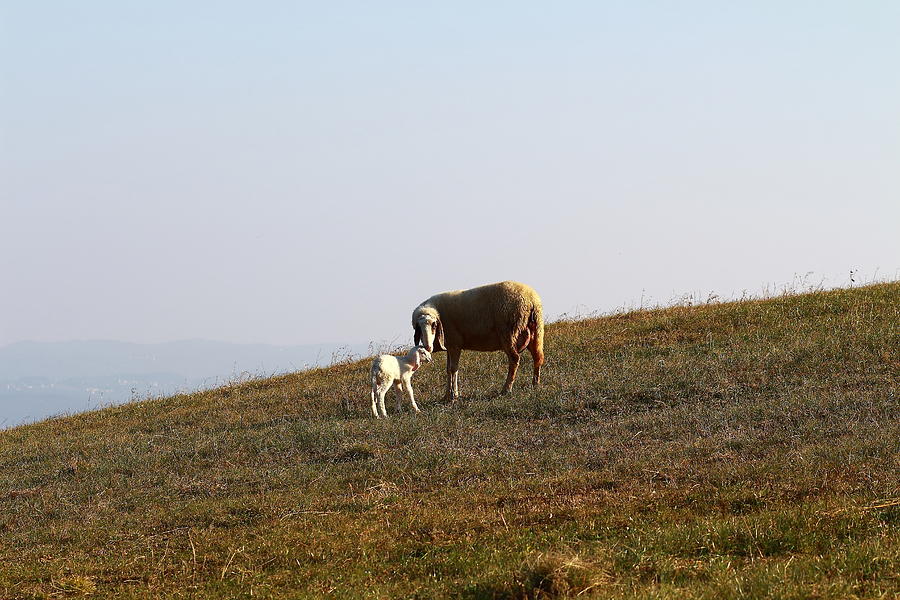 Sheep Photograph - A sheep kissing its lamb by Samantha Mattiello