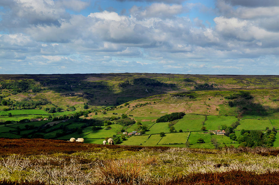 A Sheep's Life by Sarah Couzens A Sheep's Life by Sarah Couzens