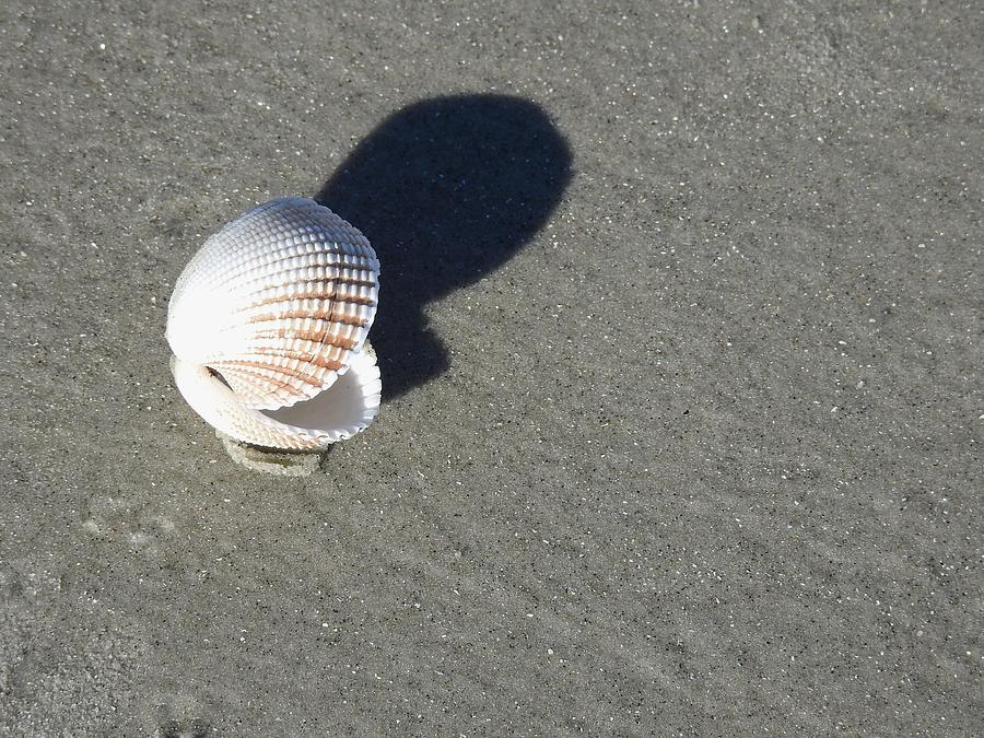 A Shell Untouched Photograph by Jan Gelders