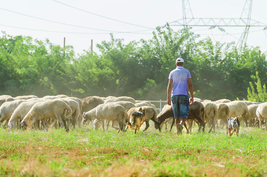 A Shepherd and His Flock Photograph by Amanda Shields