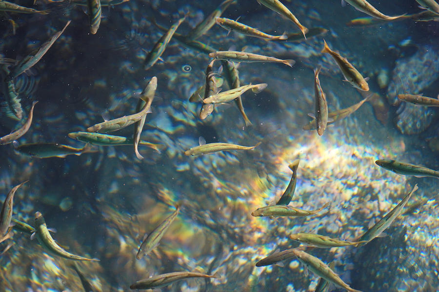 Animal Photograph - A shoal of young fish is swimming in crystal clear water by Ulrich Kunst And Bettina Scheidulin