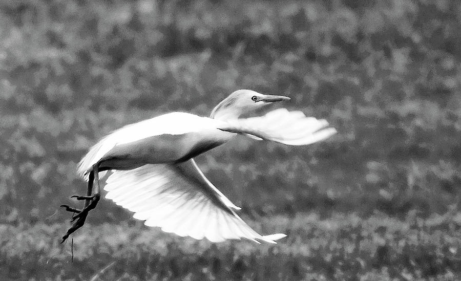 Cattle Egret Photograph - A Short Flight BW by Norman Johnson Cattle Egret Photograph - A Short Flight BW by Norman Johnson