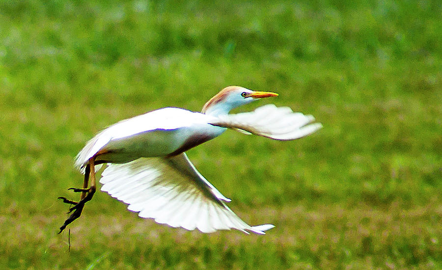 Cattle Egret Photograph - A Short Flight by Norman Johnson Cattle Egret Photograph - A Short Flight by Norman Johnson