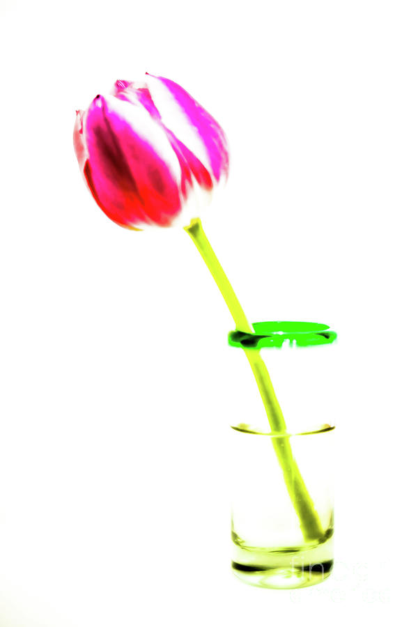 Tulip Photograph - Tulip Shot by DiFigiano Photography Tulip Photograph - Tulip Shot by DiFigiano Photography