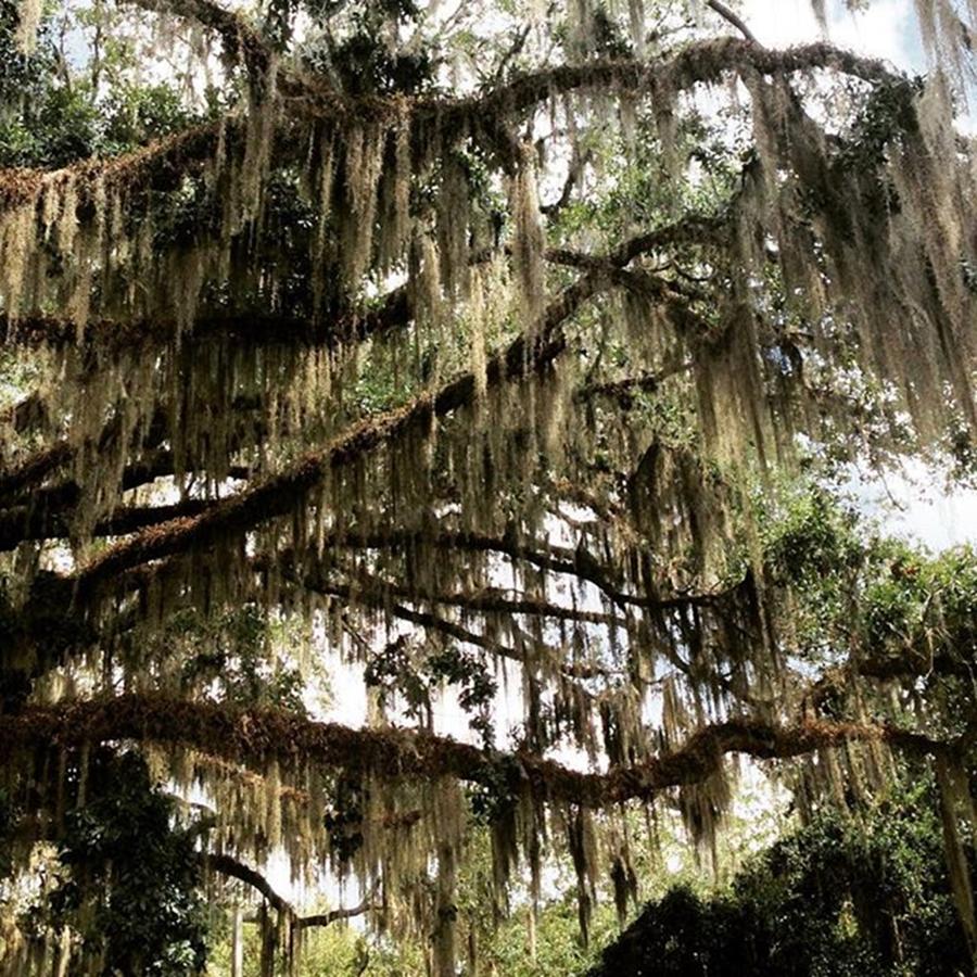A Shower Of Spanish Moss Photograph by Nancy Dinsmore