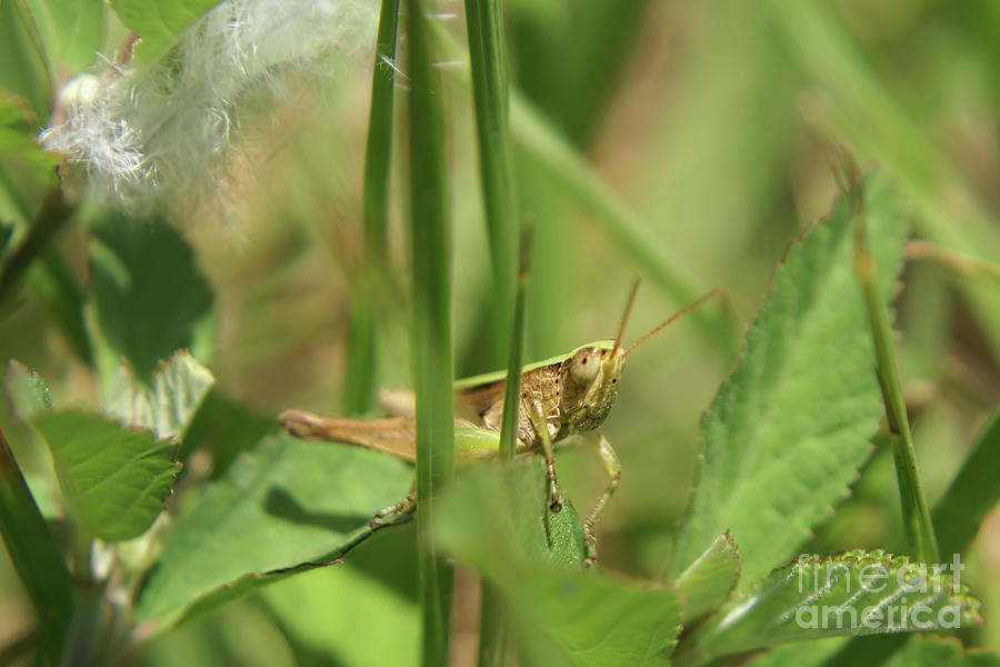 A Shy Grasshopper Photograph by Olga Hamilton