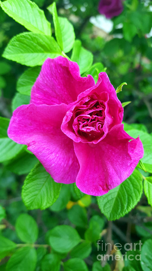 A Shy Rose Awakens Photograph by Alys Caviness-Gober