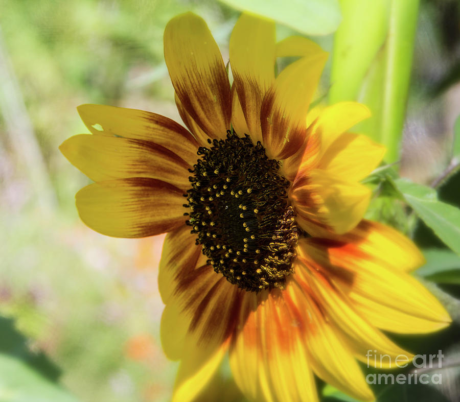 A shy sunflower Photograph by Agnes Caruso