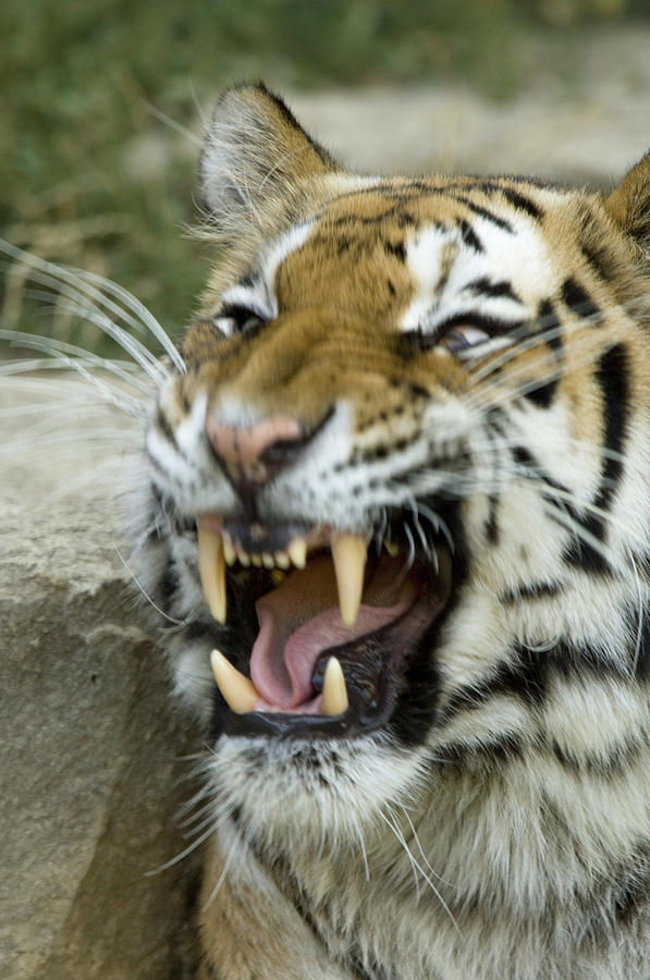 A Siberian Tiger Growls And Shows Photograph by Joel Sartore