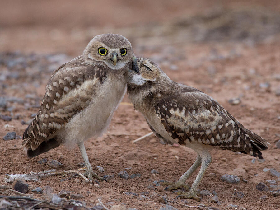 Owl Photograph - A Sibling Kiss by Sue Cullumber