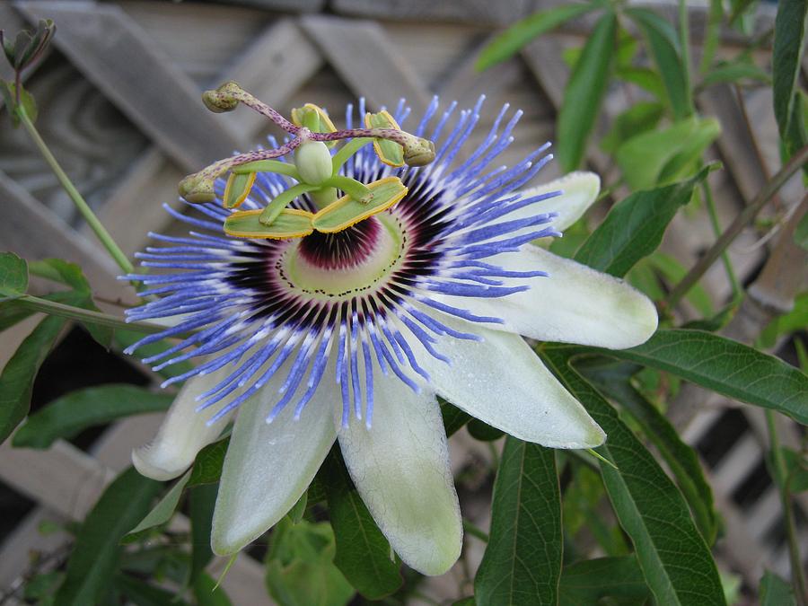 Passion Flower Photograph - A Side of Passion by Debra Payne