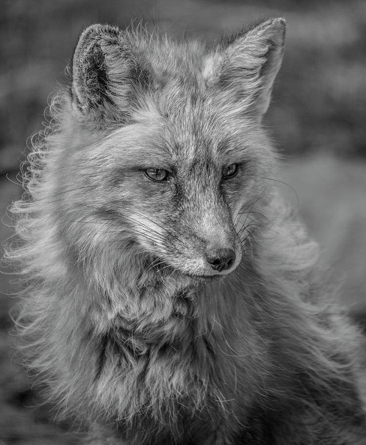 A Sideways Glance Black and White Photograph by Teresa Wilson