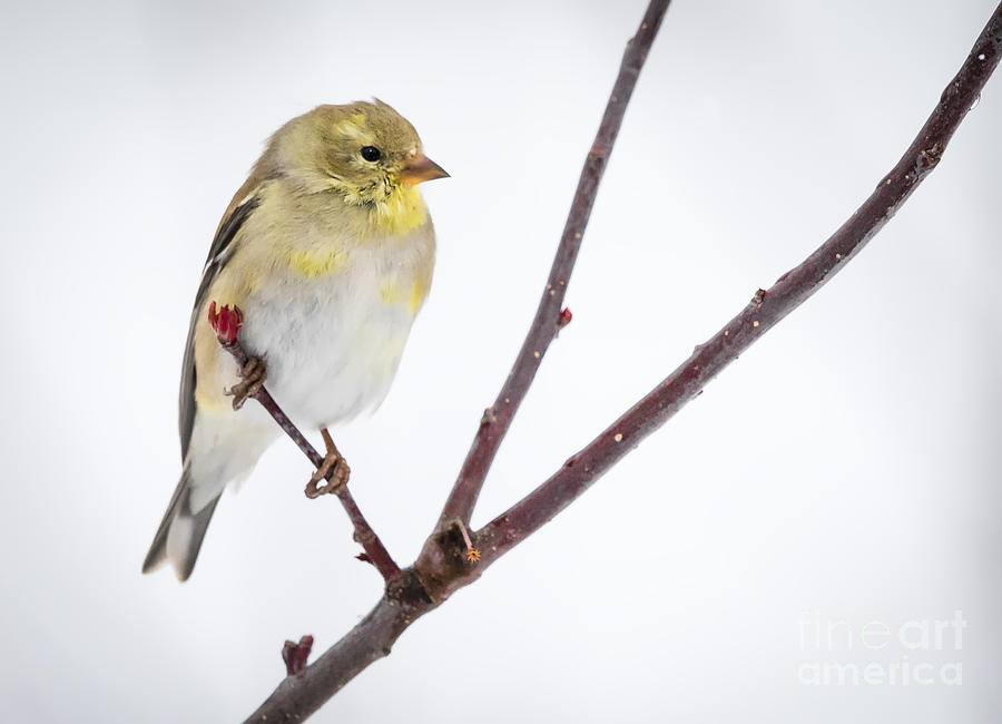 Bird Photograph - A Sign of Spring by Ricky L Jones