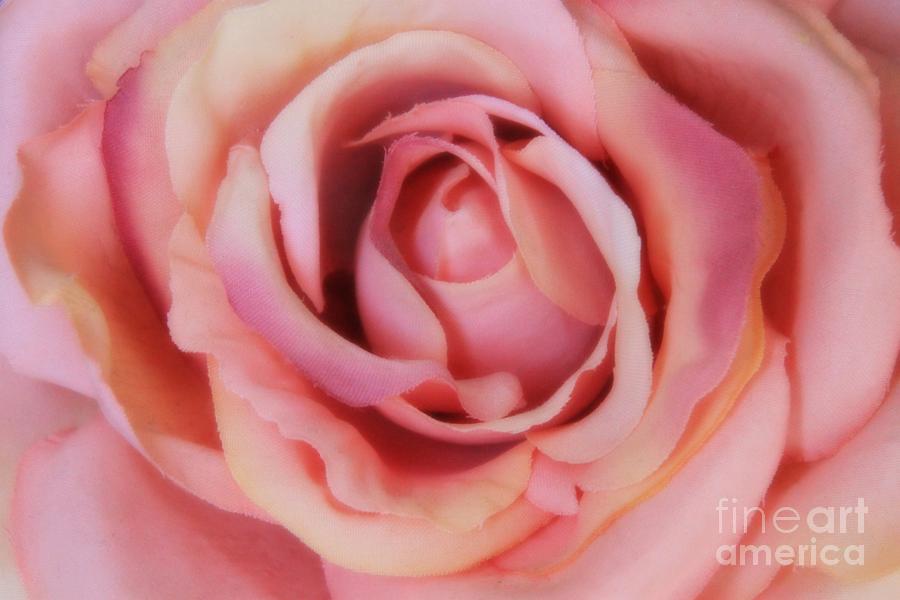 Flower Photograph - A silk rose by any other name by Jennifer E Doll