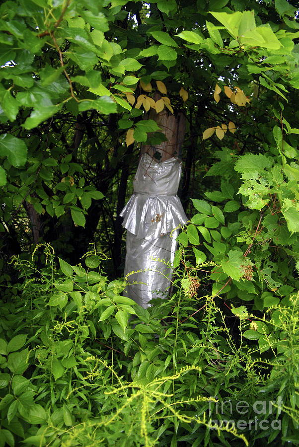 Tree Photograph - A Silver Gown In A Glade by Walter Neal