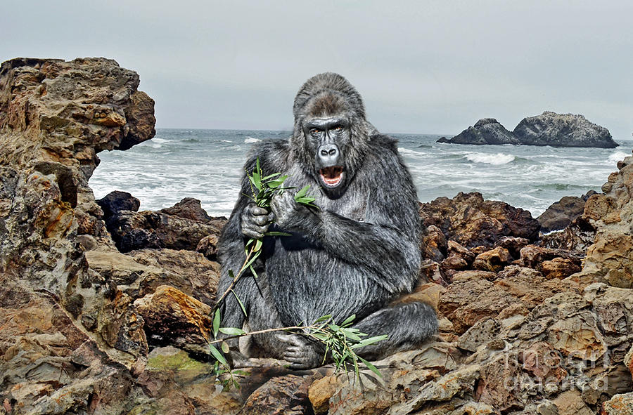 A Silverback Gorilla Down By the Shore  Photograph by Jim Fitzpatrick