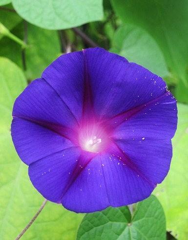 A Simple Morning Glory Photograph by Paul Meinerth