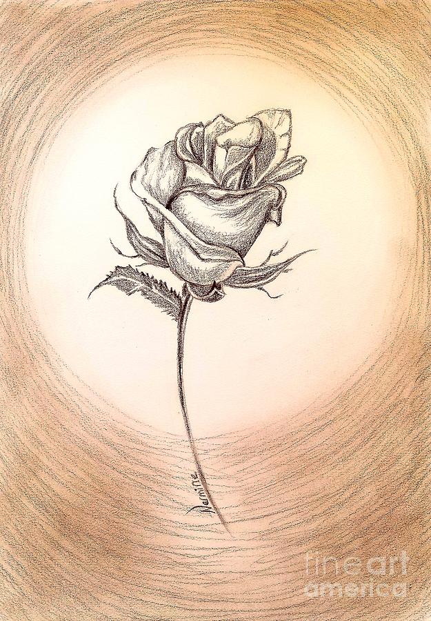 A Simple Rose Drawing