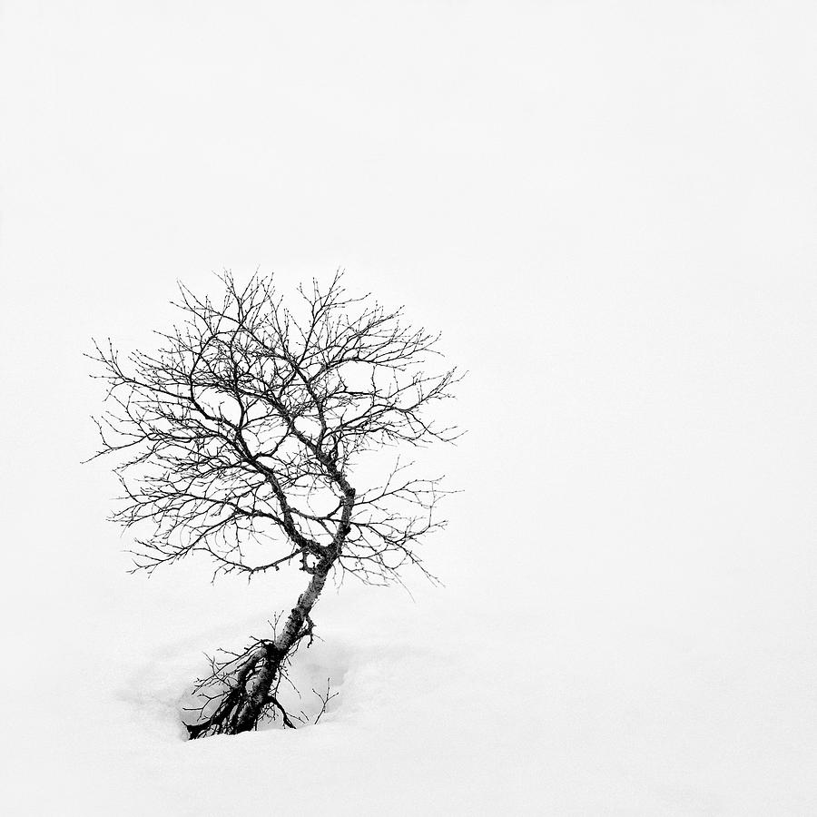 Winter Photograph - A Simple Tree by Dave Bowman