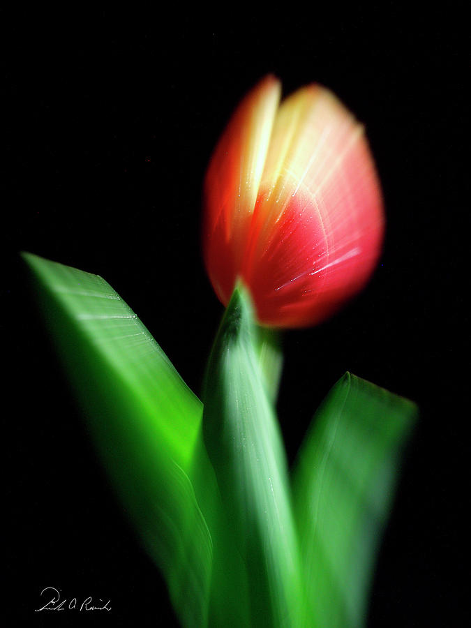 A Single Bloom Photograph by Frederic A Reinecke