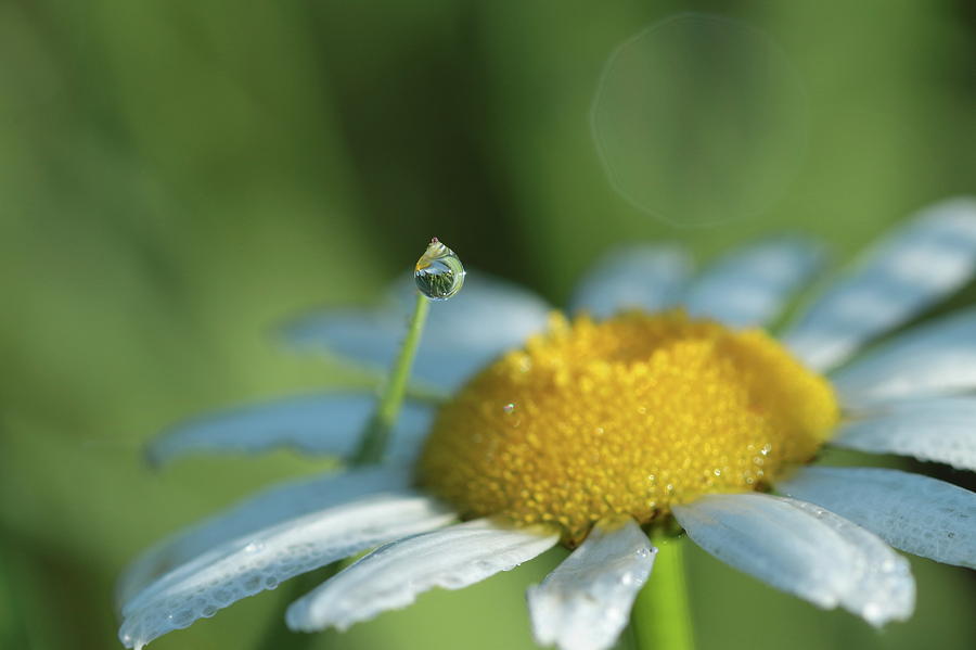 A Single Drop of Rain Photograph by Heather Ellis - Pixels