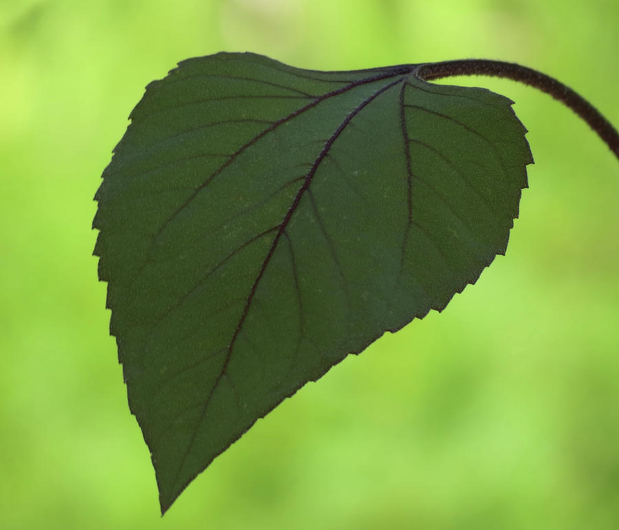 A Single Leaf Photograph by MTBobbins Photography