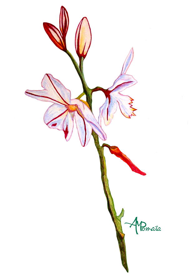 A Single Lily Painting by Angeles M Pomata
