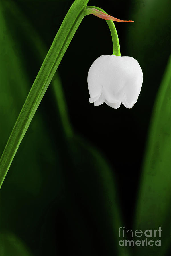 A single lily of the valley by Pawel Zaremba