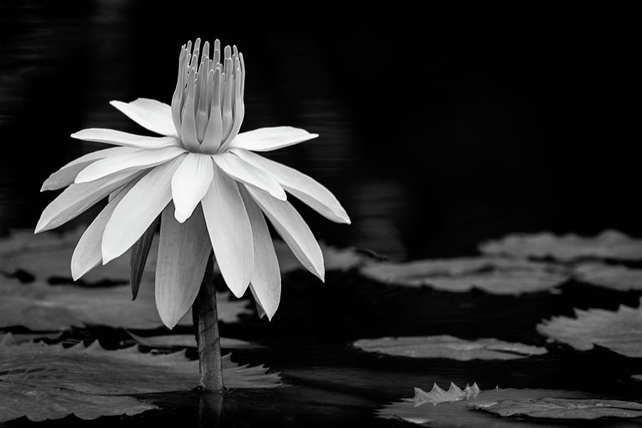 Waterlily Perfection BW Photograph by Dawn Currie