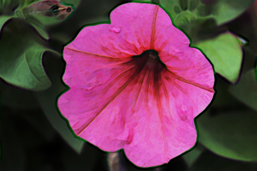 A Single Pink Petunia Photograph by Gayle Berry - Fine Art America