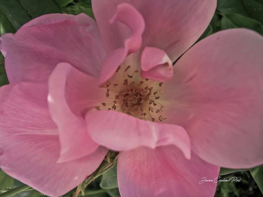 A Single Pink Rose Photograph by Joann Copeland-Paul