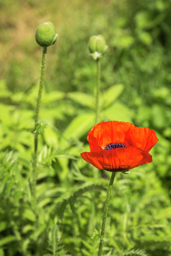 A Single Poppy Flower 2016 Photograph by Thomas Young