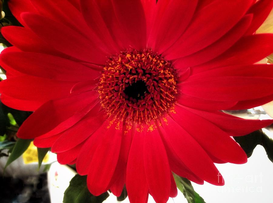 A Single Red Gerbera Photograph by Joan-Violet Stretch