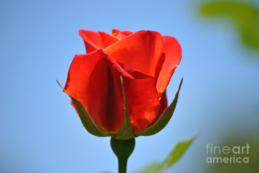 A single red rose Photograph by Frank Larkin