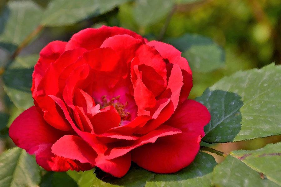A Single Red Rose Photograph by Kim Bemis