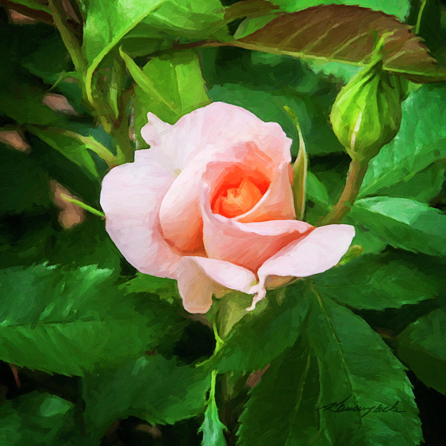 A Single Rose -3 Photograph by Alan Hausenflock
