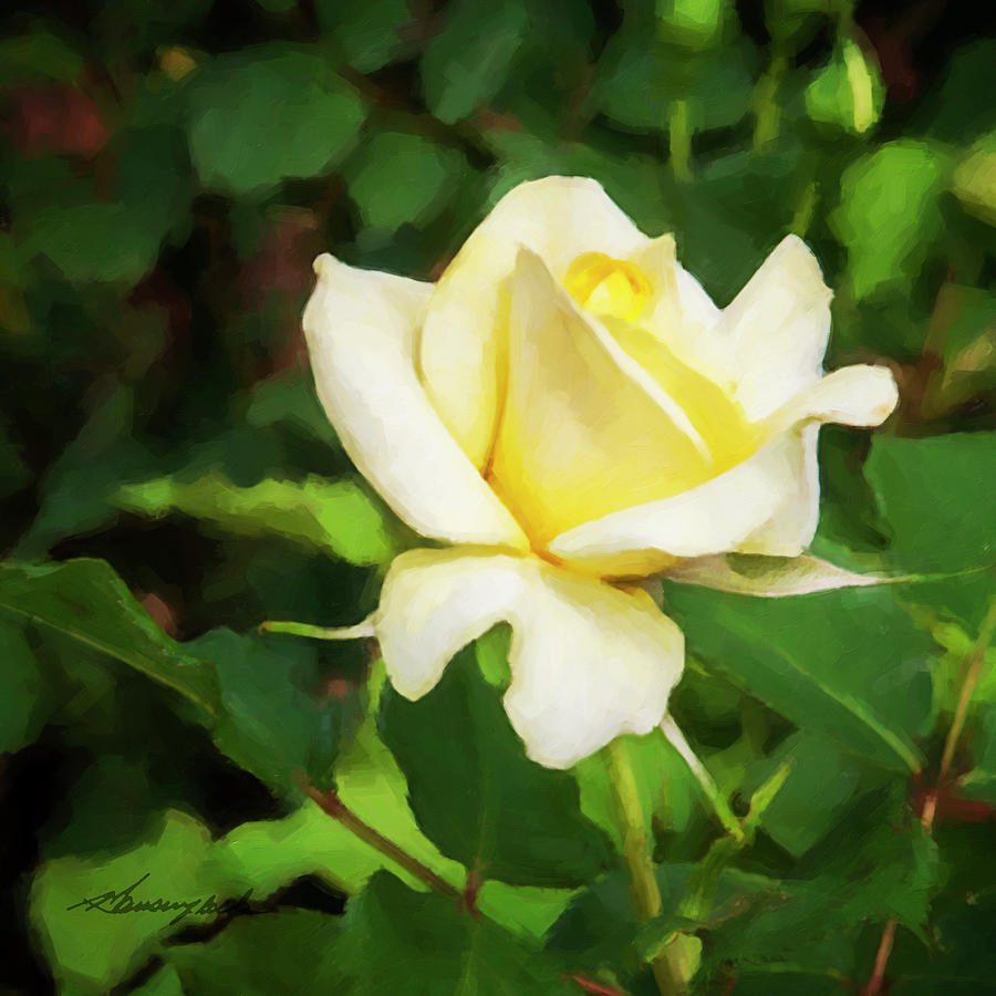 A Single Rose -4 Photograph by Alan Hausenflock