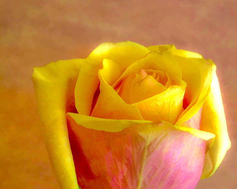 Nature Photograph - A Single Rose by Ches Black
