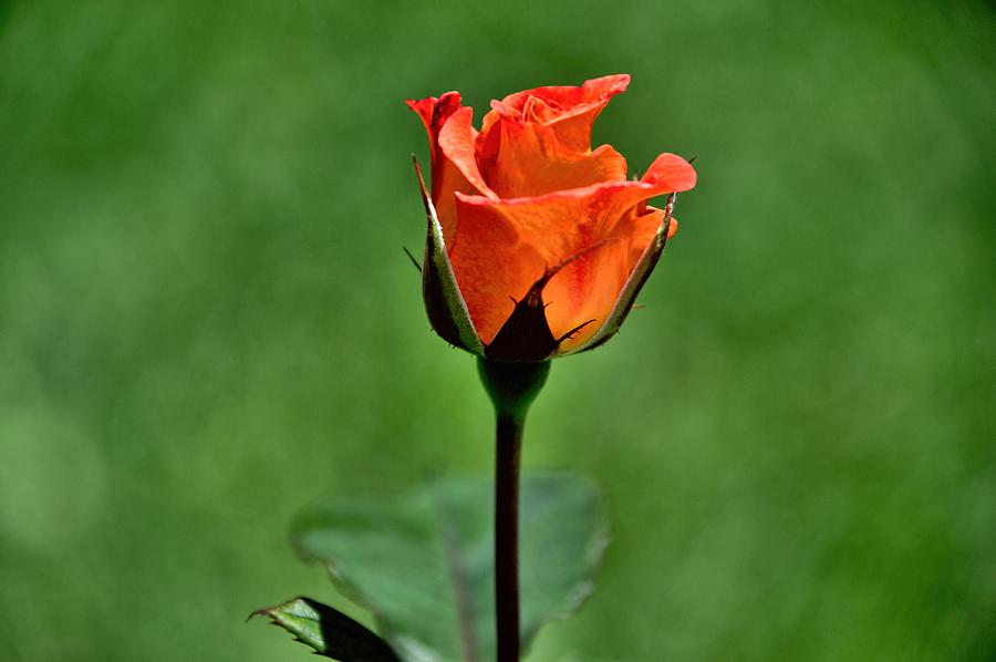 A Single Rose Photograph by Diana Mary Sharpton