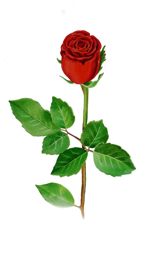 A Single Rose Painting by Irina Sztukowski