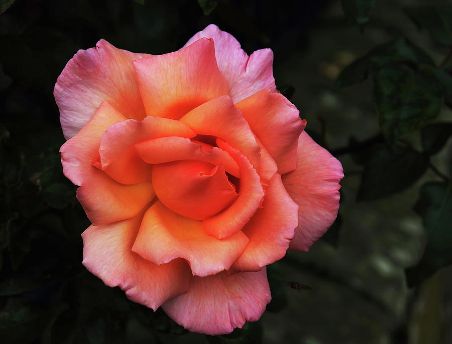 A Single Rose Photograph by Jeff Townsend