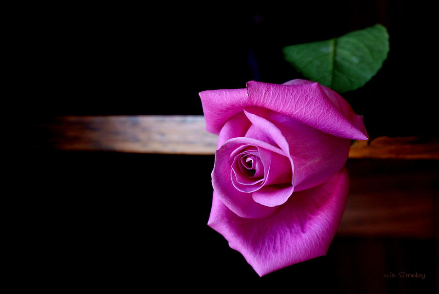 A Single Rose Photograph by Jo Smoley
